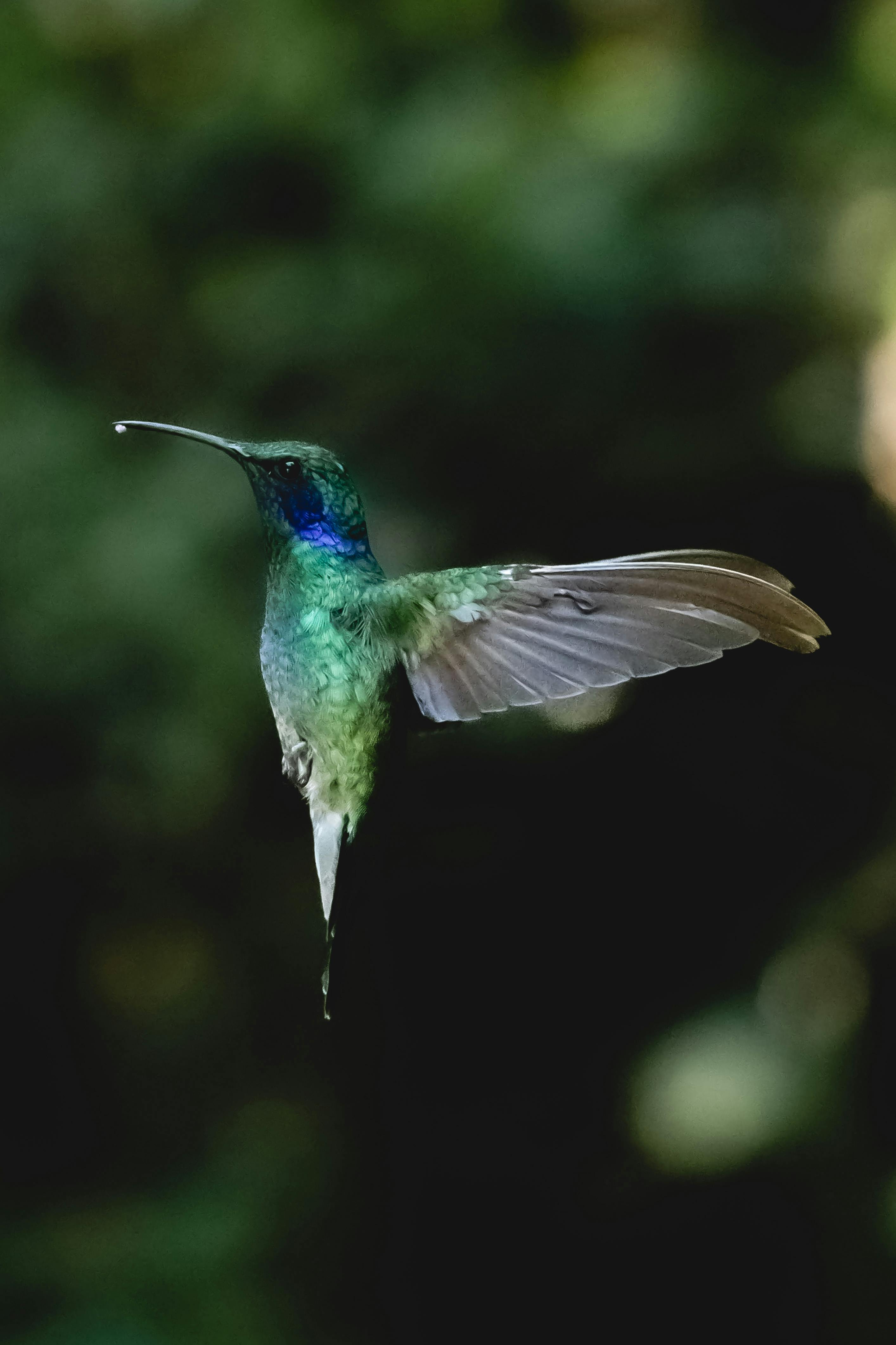 costa_rica_hummingbird.jpg