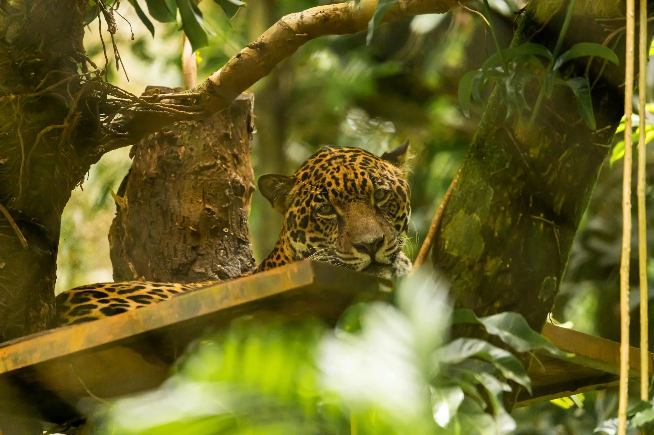 jaguar_costa_rica.webp