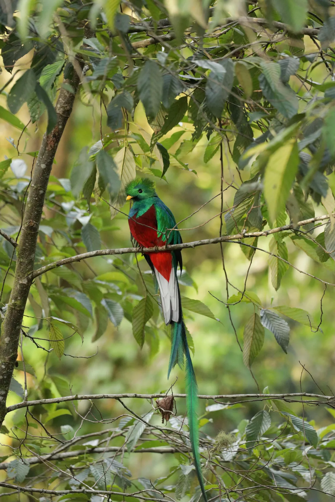 quetzal costa rica.webp